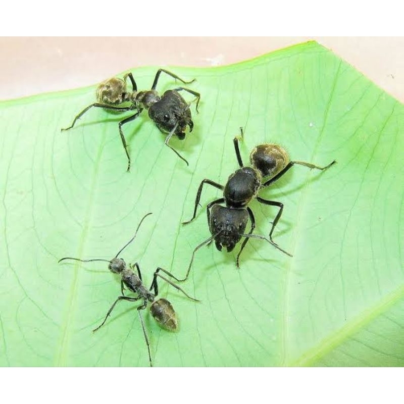 camponotus chinensis (singularis black) ant queen colony ratu semut koloni hitam