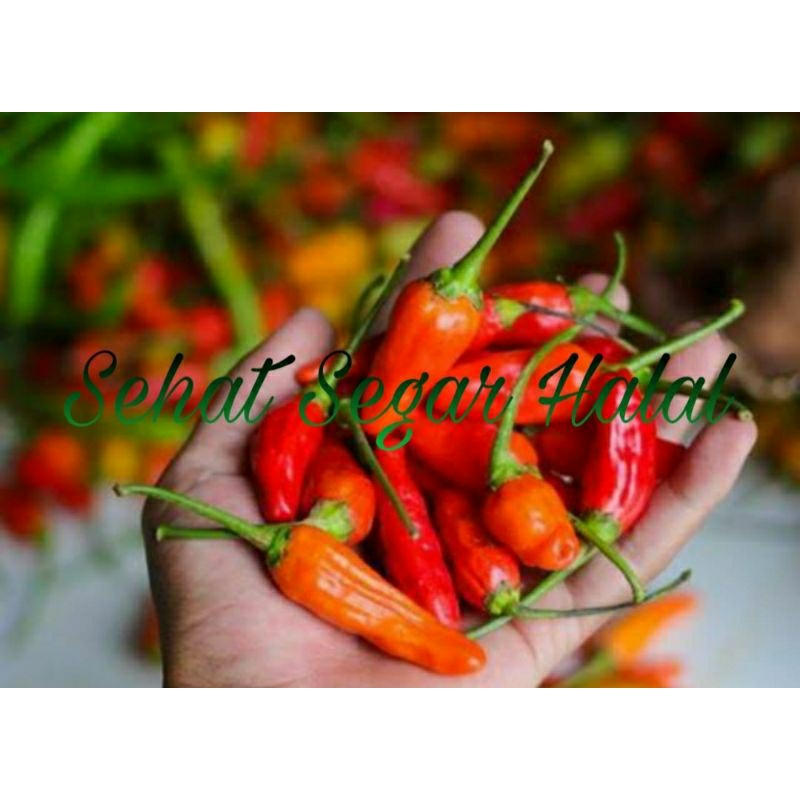 

Cabai Cabe Rawit SSH