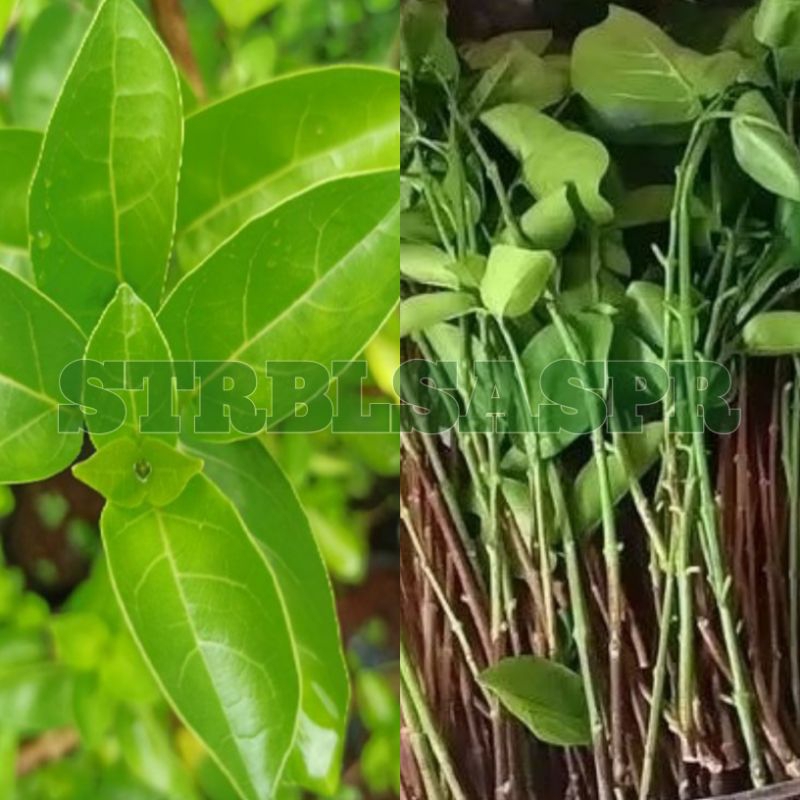 bibit Sancang 100 batang plus bonus_batang Sancang pucuk