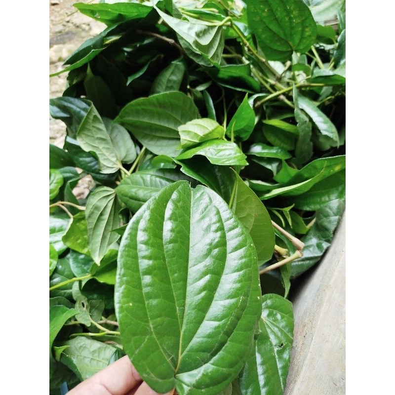 

Daun sirih hijau herbal segar 55 lembar