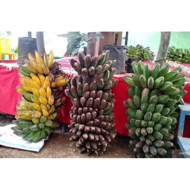 

PISANG KEPOK BIBIT PISANG BONGGOL PISANG KEPOK SEGAR DONGKEL DADAKAN