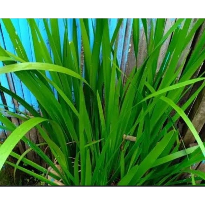 

Daun jaringao segar daun delingo segar 200 gram petik langsung