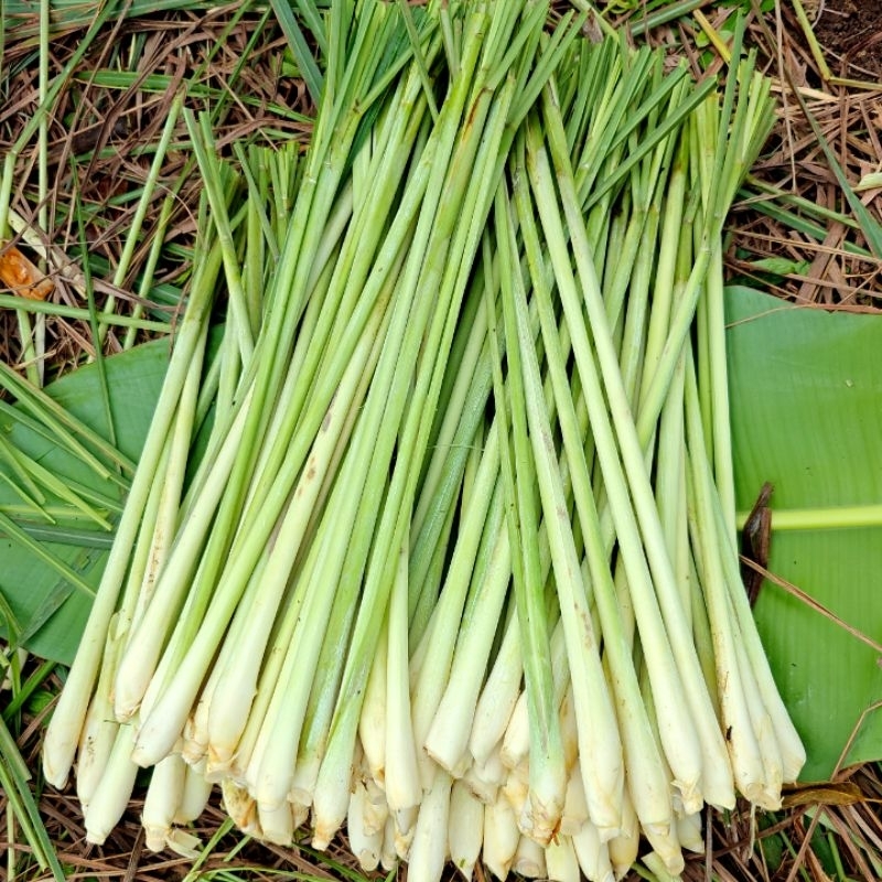 

Serai SEGAR 1000g Banyak Manfaat dan Khasiat - Hasil Bumi Cianjur