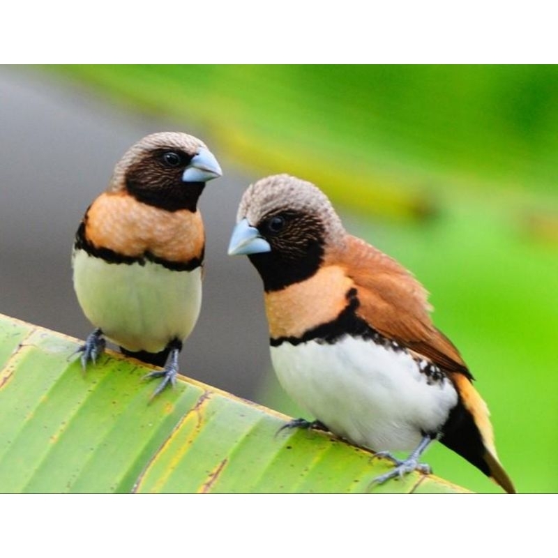 BURUNG CHESTNUT - FINCH SEPASANG