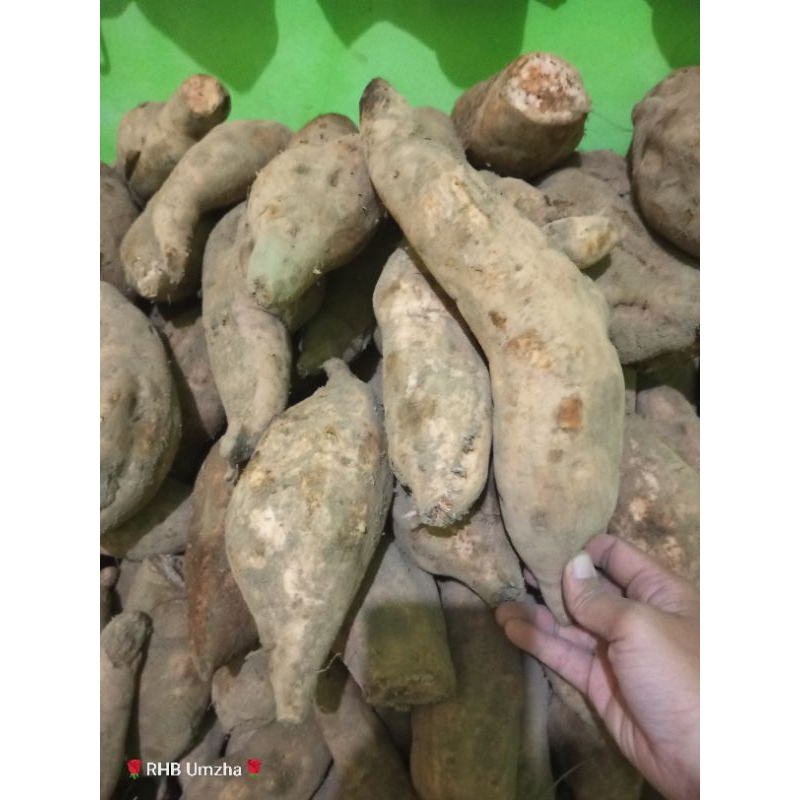 

ubi Cilembu mentah ukuran A jumbo 1kg murah