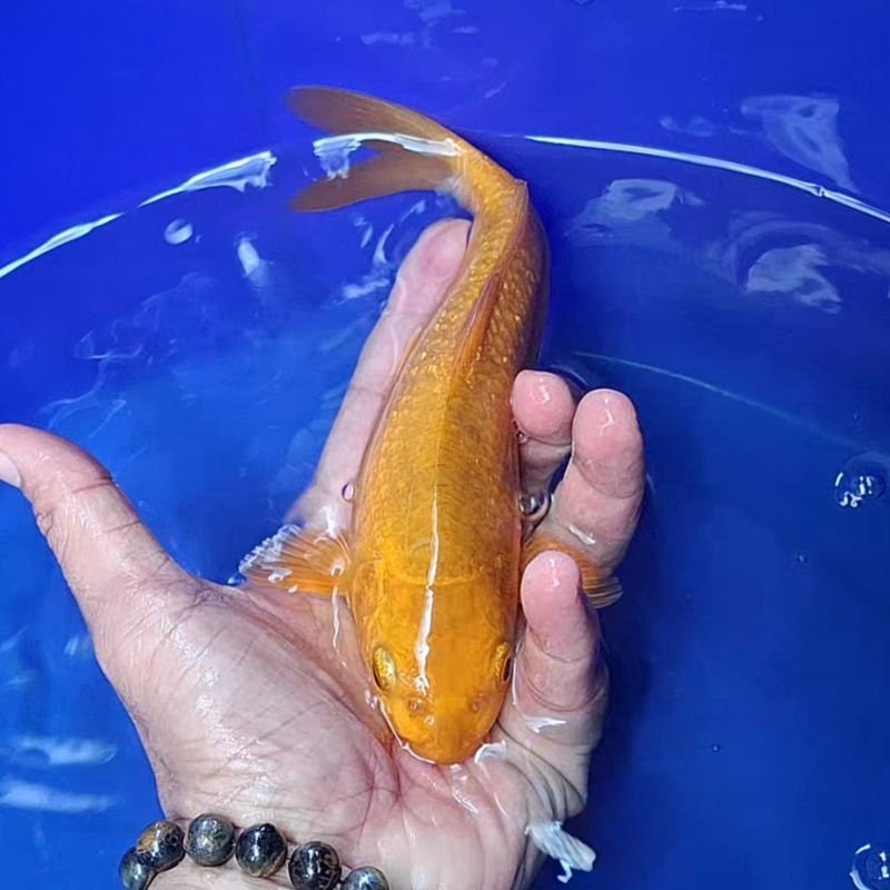 Ikan Koi Jakarta kode Chagoi / Rumah Koi Jakarta / kode 003