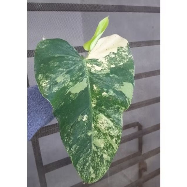 tanaman cantik philodendron domesticum variegata