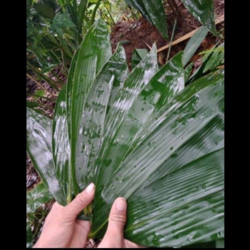 

[bisa cod]Daun Bambu Bungkusan Kicang/Bacang atau herbal Segar dan Lebar