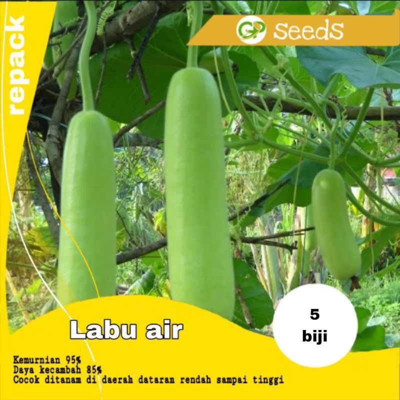 5 biji benih labu air  | bibit labu air | benih labu air