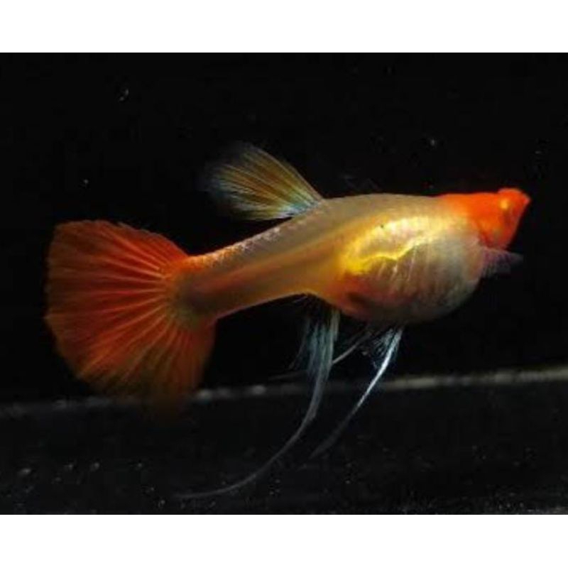 Hiasan Aquarium Female Albino Koi Ribbon 1ekor