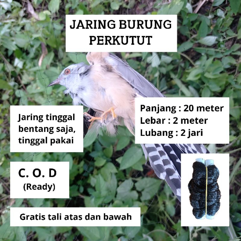 PIKAT BURUNG PERKUTUT JEBAKAN BURUNG PERKUTUT KUTILANG 20 METER