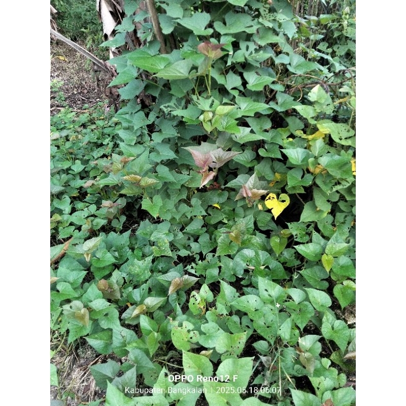 

DAUN KETELA RAMBAT HERBAL 100 gram