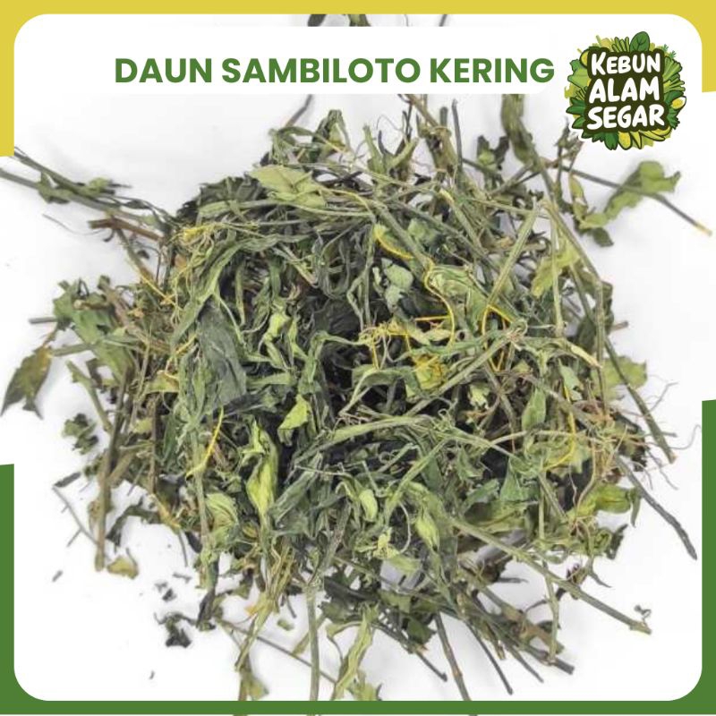 

DAUN SAMBILOTO KERING