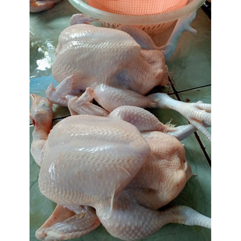 

AyamPotongutuh