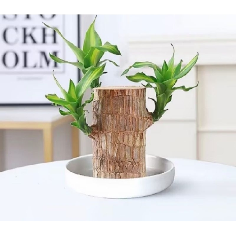 hanjuang/bonsai/brazillianwood