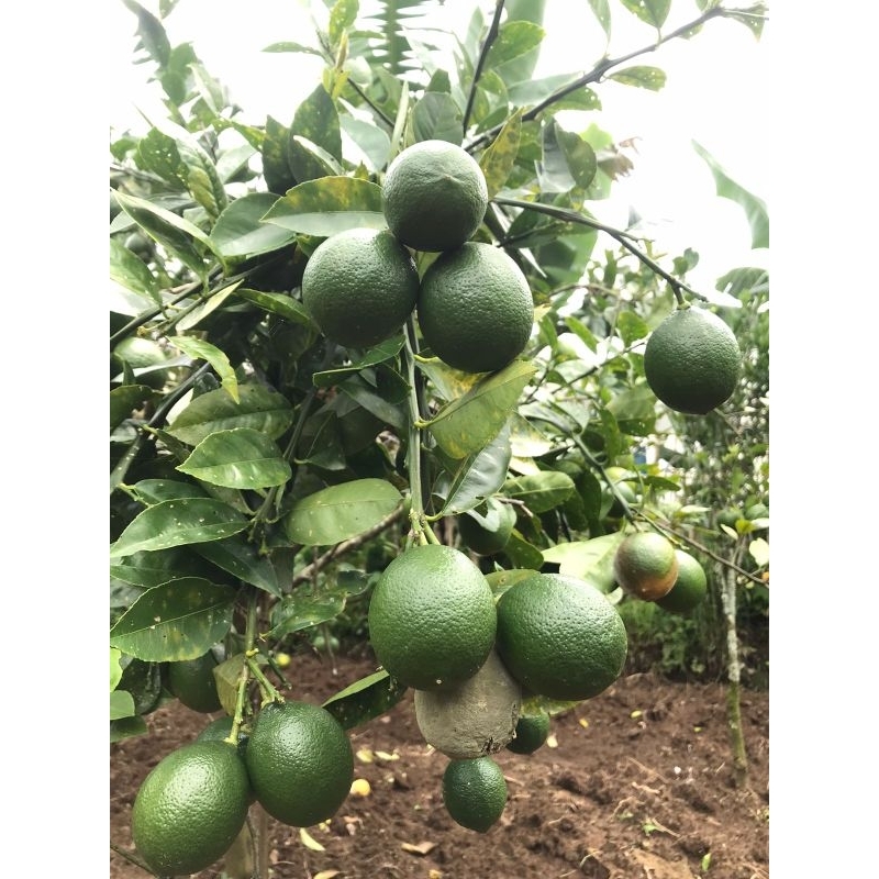 

BUAH LEMON CALIFORNIA SEGAR 1KG - LANGSUNG DI PETIK DARI KEBUN - LEMON CALIFORNIA SEGAR - FRESH LANGSUNG DARI KEBUN