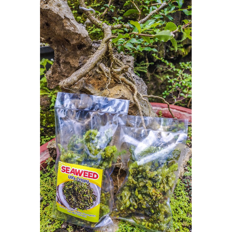 

kripik crispy rumput laut asli gunungkidul kemasan 500 gram