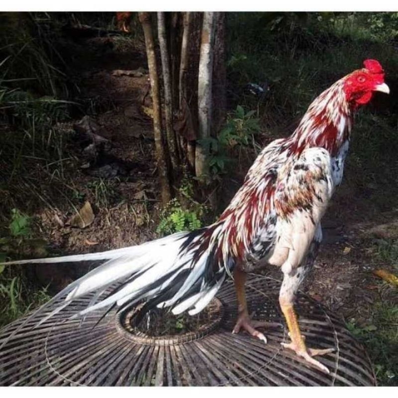 

Telur Ayam Bangkok kaki Beras Kutah Fertil Buat di Tetaskan