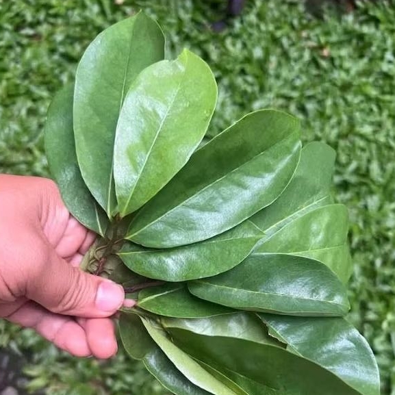 

(100Lembar)Daun sirsak tua segar,daun sirsak herbal 100 lembar jamu herbal tradisional bisa COD