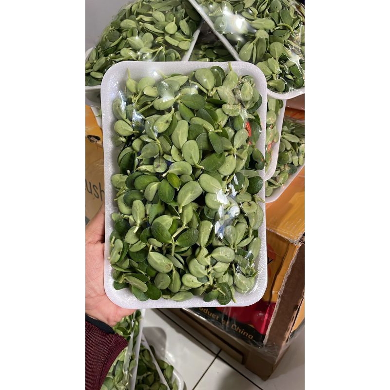 

Daun Katel khas majalengka / Pucuk daun kedelai / 250gr