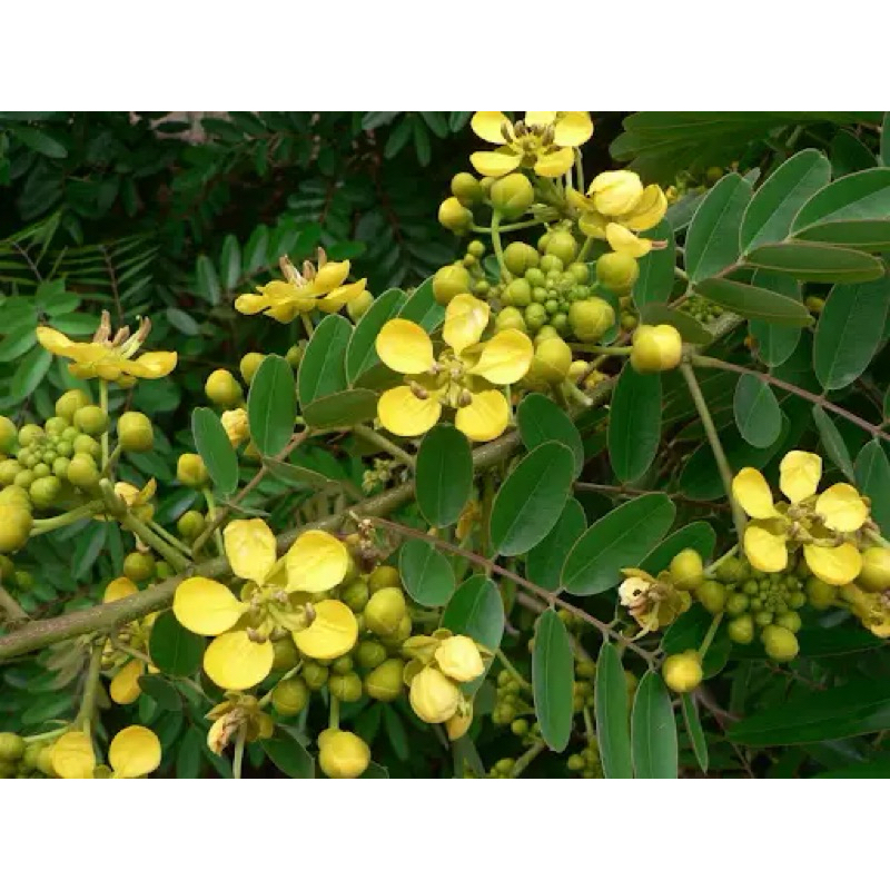 

1kg daun johar segar obat herbal tradisional