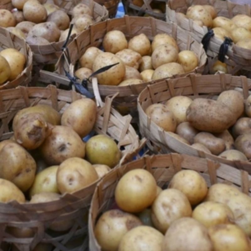 

Kentang Rindel Dieng Kentang Kecil Dieng Kentang Unyil Dieng Kentang Siomay Dieng Baby Potato 1kg