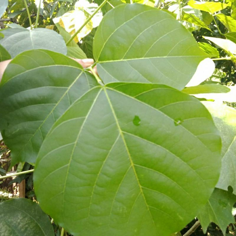 

Daun dadap serep fress, daun herbal alami untuk kesehatan