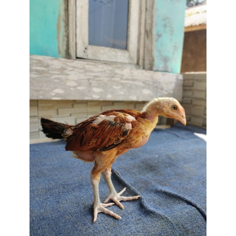anakan ayam pama iq gen bulbi usia 2,5 bulan