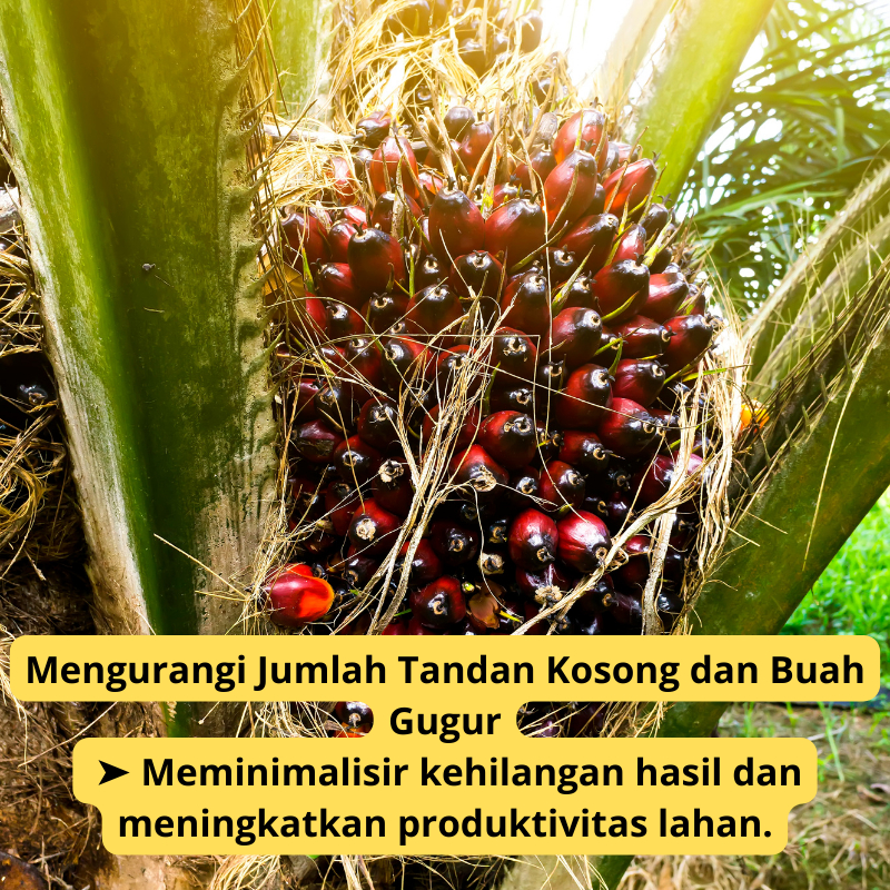 Berkahbaroka28 Pupuk Tanaman Kelapa Sawit/Pupuk Untuk Buah Sawit/Pupuk Booster Buah Sawit/Pupuk