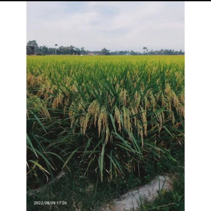 benih padi inbrida c2 1kg premium original