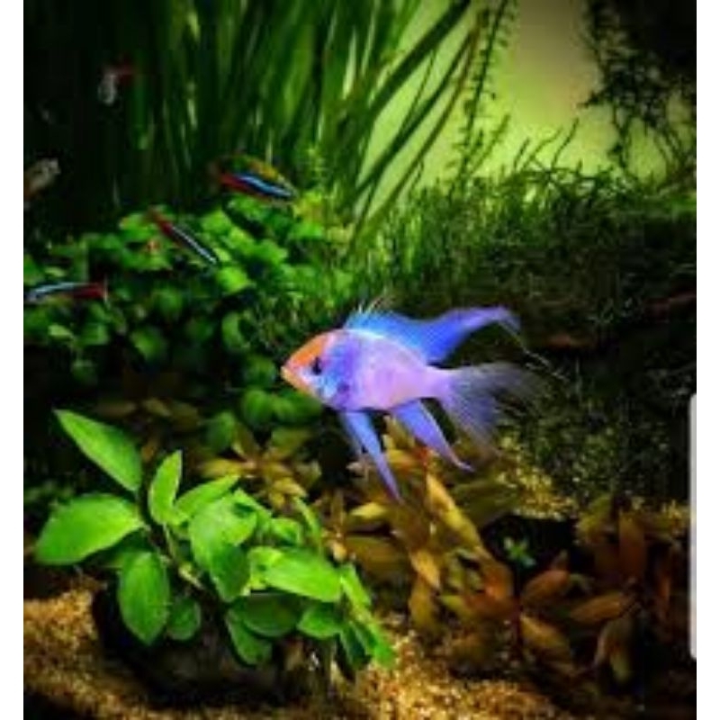 Dekorasi Ramirezi Blue Elektrik Balon Slayer Size ±2,5CM