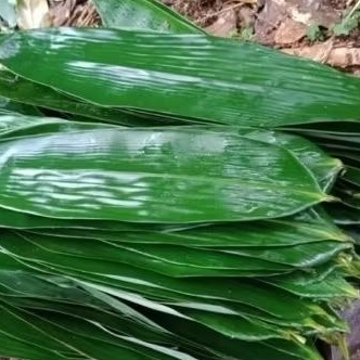 

Daun bambu super . fres 100 lamar