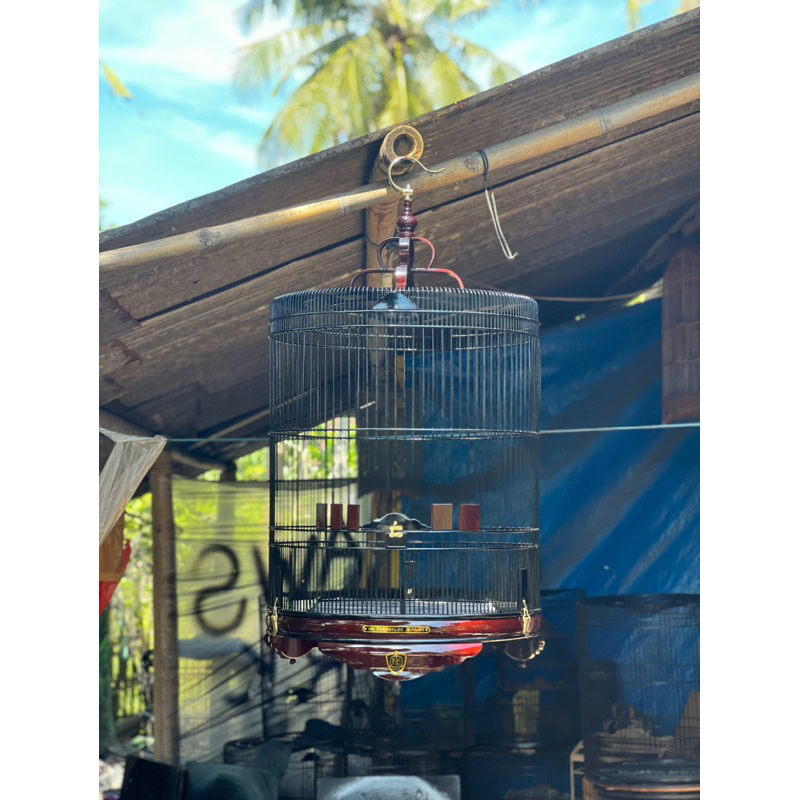 sangkar murai jati ruji atas rapet