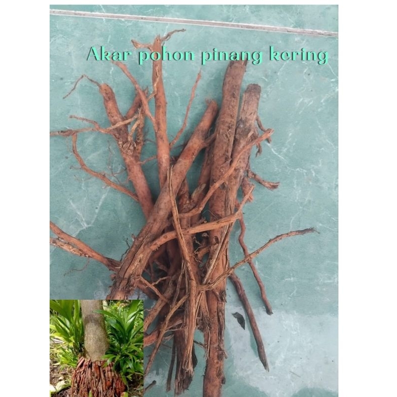 

Akar pohon pinang kering herbal alami 200 gram