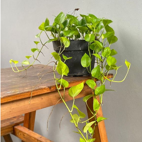 Nanem Taneman Sirih Gading Lemon Kondisi Rimbun dan Ginuk - Hidup dan Sehat