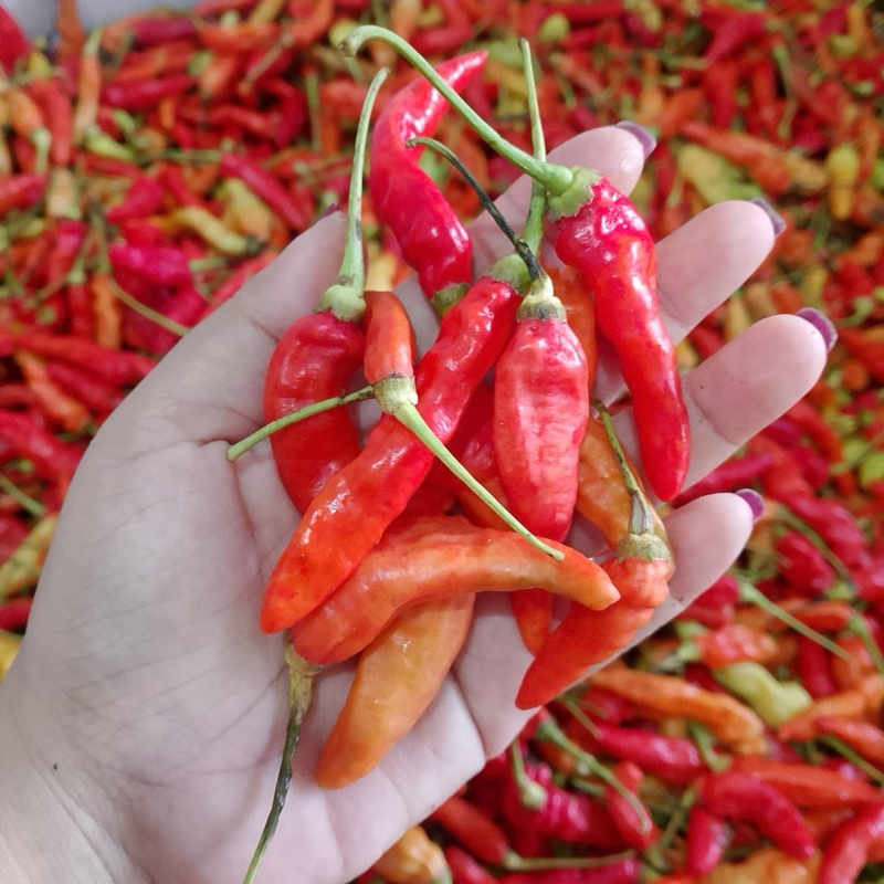 

Cabai / Lombok Kecil 250 gr 500 gr 1 kg Fresh Manen sendiri Petik Ndadak
