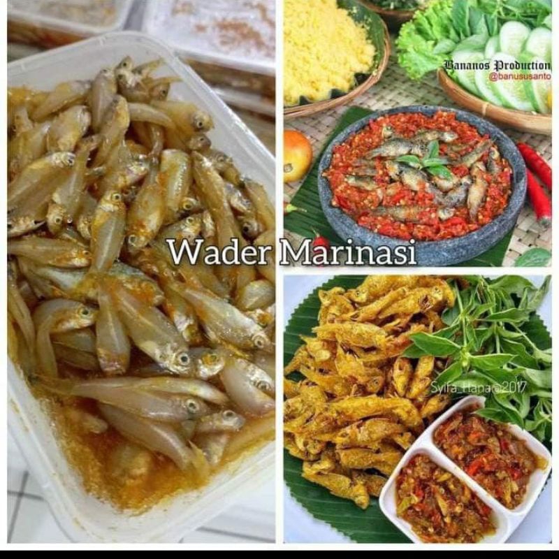 

WADER MARINASI