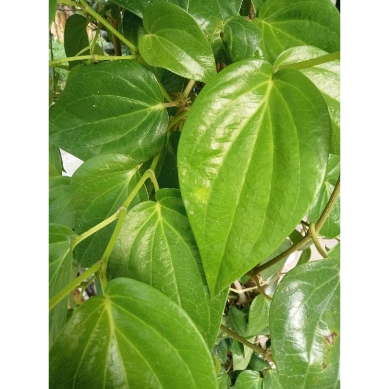 

Daun sirih suroh ijo temu ros 25 lemar fress baru metik pas mau di kirim