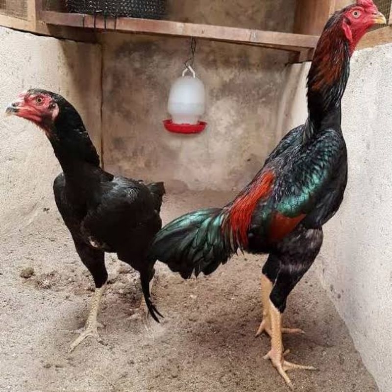 

Paket hemat 3 Telur Ayam Khoytrad/Telur Ayam Koytrad Fertil siap untuk ditetaskan