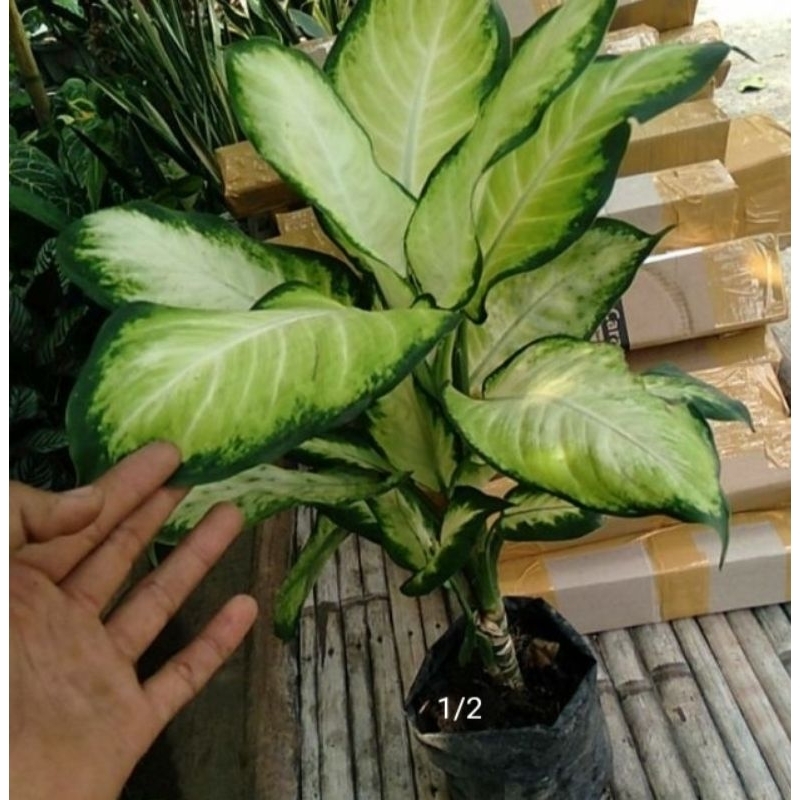 aglonema tissue klasik