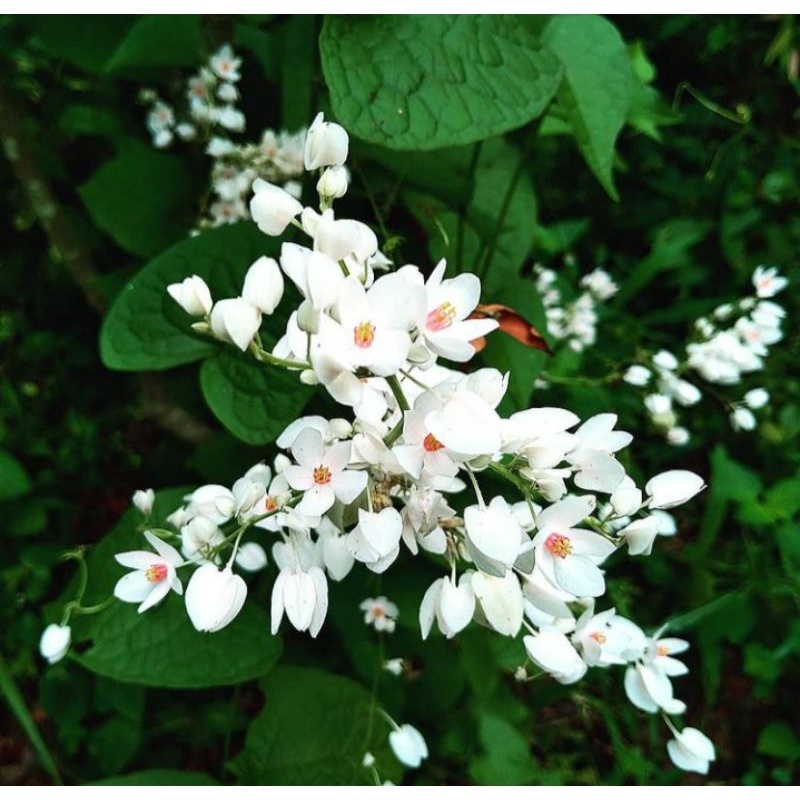 Tanaman Bunga Air Mata Pengantin Bunga Putih