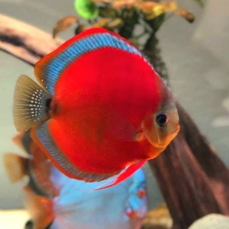 Aksesoris Aquarium Discus Sun Merah Blue Rim
