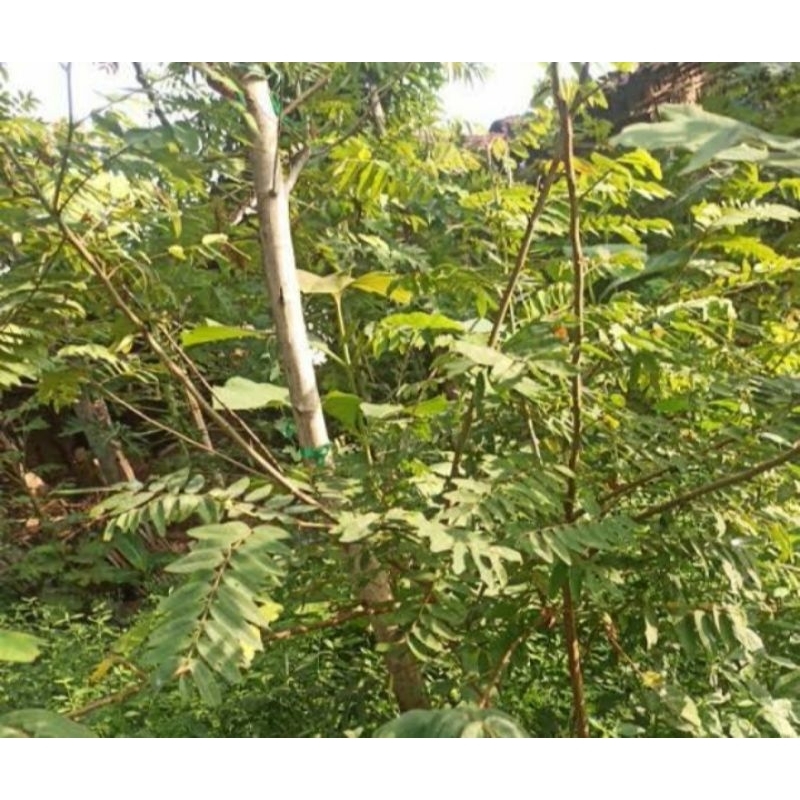 

MURAH! !250 GRAM DAUN JOHAR HERBAL
