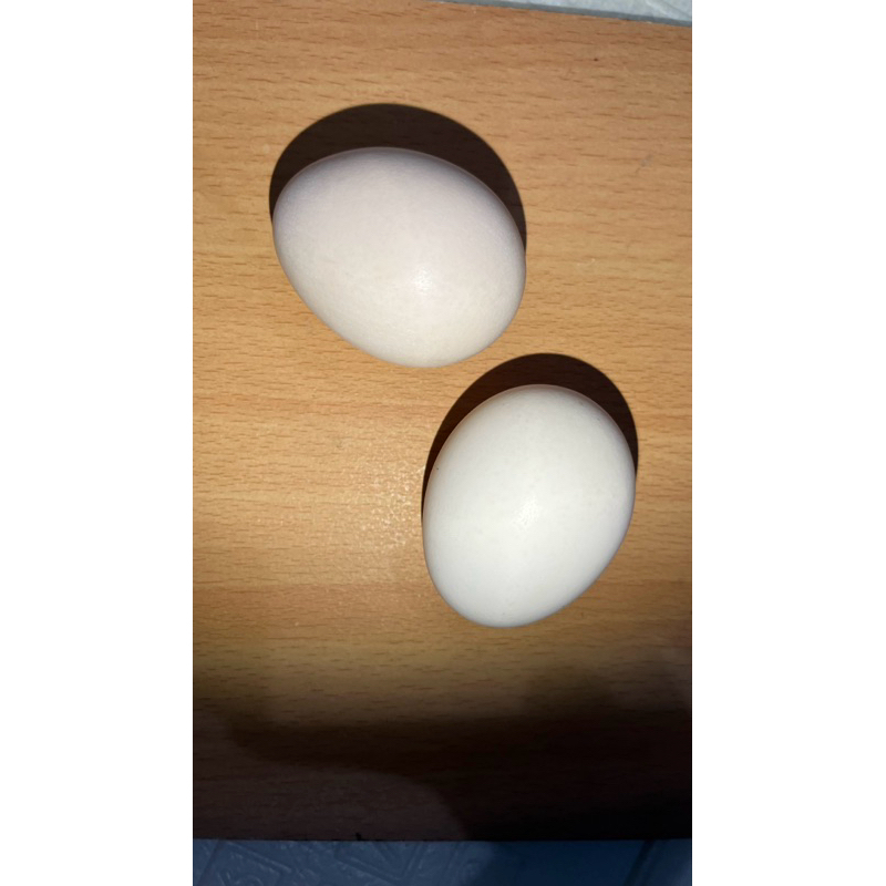 Telur Fertil Ayam Cemani