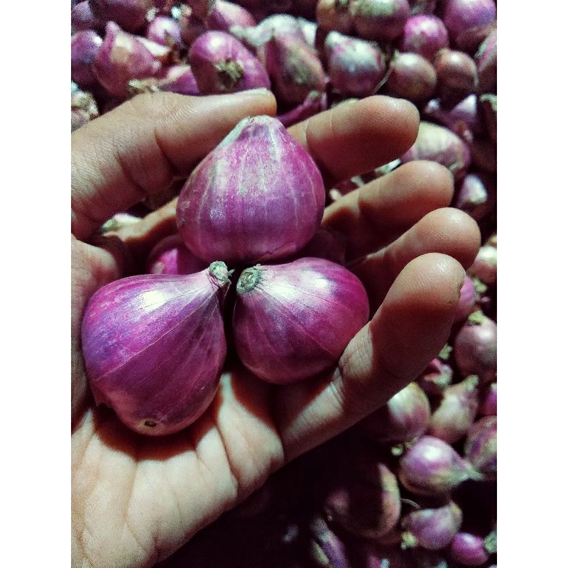 

Bawang Merah Murah Lokal Nganjuk