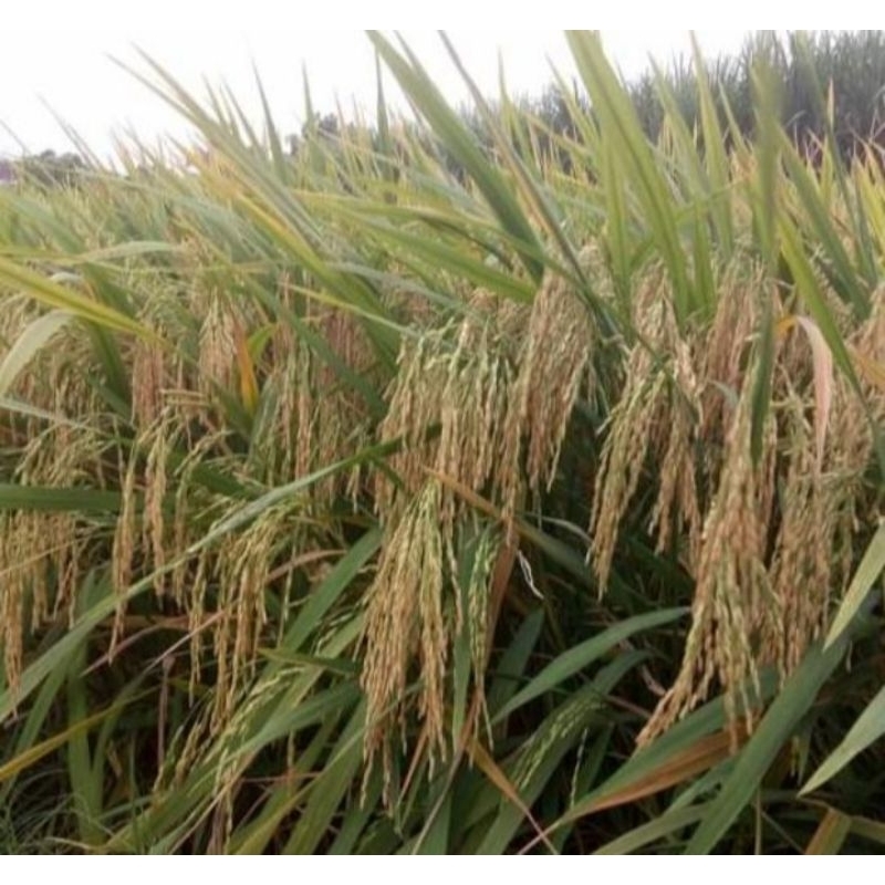 BENIH PADI SR V2 GENJAH PREMIUM 1KG