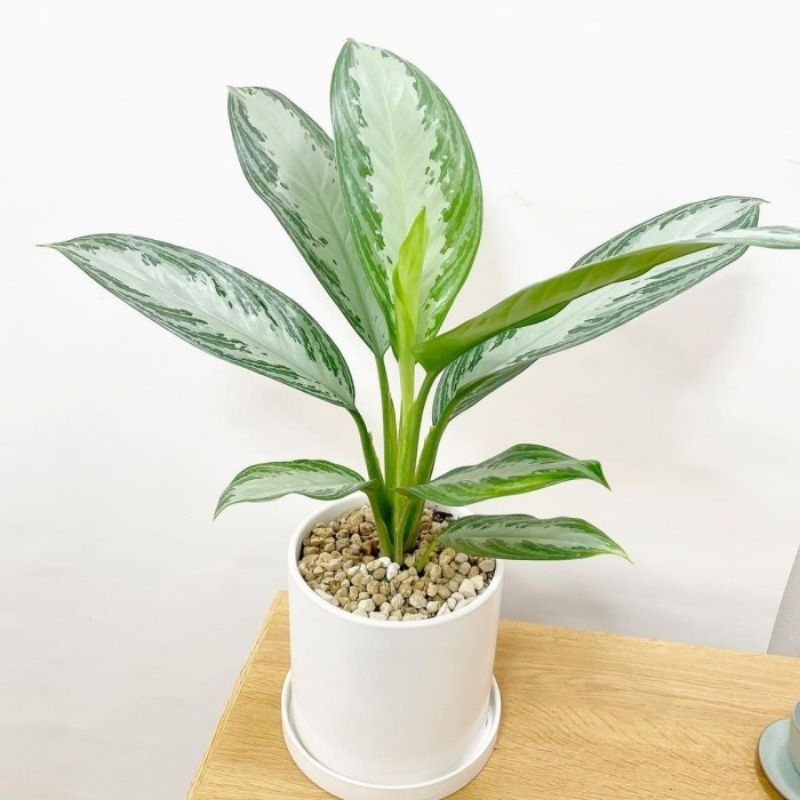 Tanaman Hias[BISA COD]Aglonema Sifon//Blanceng Sifon Berukuran Besar Tanaman Hidup Mudah Hidup