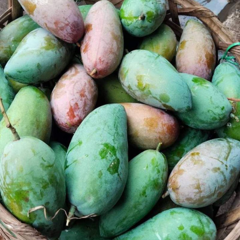 

Flashsale ! Mangga Kiojay Thailand 900Gram - 1 KG