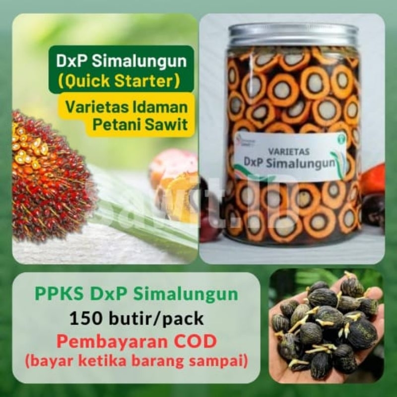 (TERLARIS NO.1) PPKS DxP SIMALUNGUN | Bibit Benih  Kecambah Kelapa Sawit Unggul | 150 Butir | COD