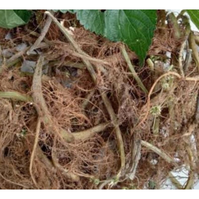 

Akar jelatang segar organik 200 gram